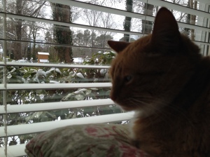 Maggie is unimpressed with snow instead of sunshine.